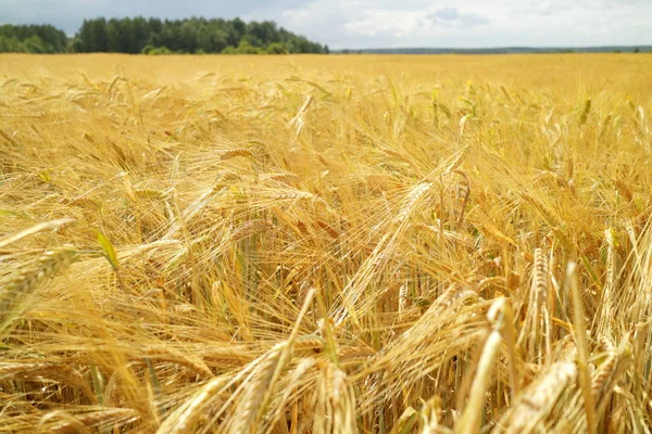 Golden wheat field — Stock Photo, Image