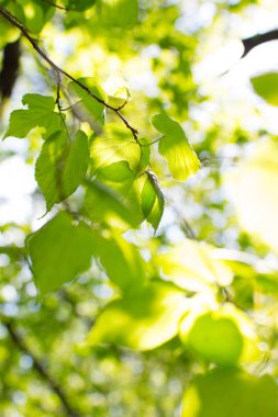 Bahar ağacı çiçekleri