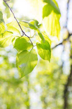 Bahar ağacı çiçekleri
