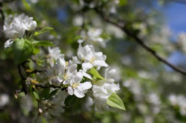 Bahar ağacı çiçekleri