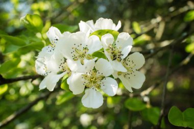 Bahar ağacı çiçekleri