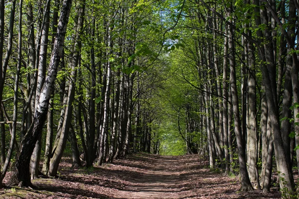 Nyári tavaszi park — Stock Fotó