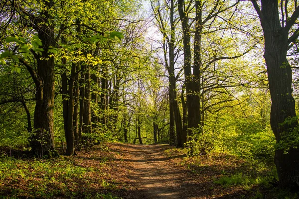 Nyári tavaszi park — Stock Fotó