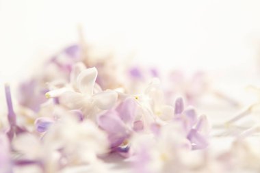 güzel Eflatun çiçekler