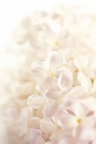 Nice lilac flowers — Stock Photo, Image