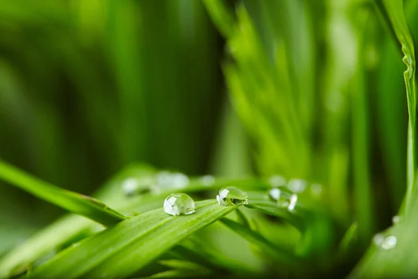 Gotas de água na grama verde — Fotografia de Stock