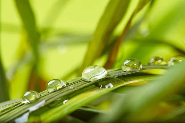 緑の草の上に水が落ちる — ストック写真