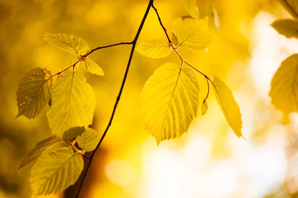 Foglie d'autunno gialle — Foto Stock