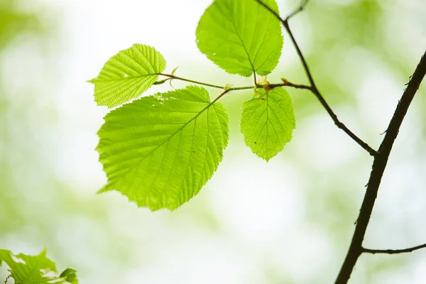 Ljusa gröna blad på trädet — Stockfoto