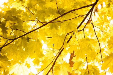 Sarı sonbahar yaprakları