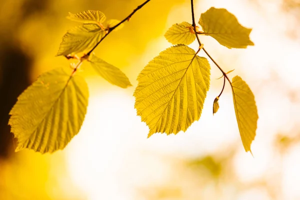 Foglie d'autunno gialle — Foto Stock