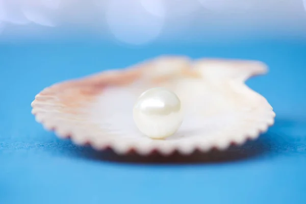 Perlas en concha abierta — Foto de Stock