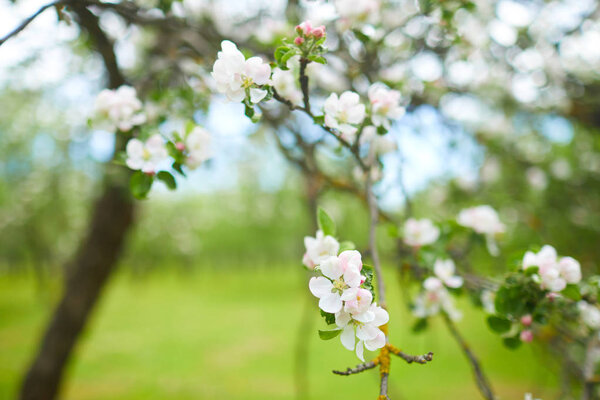 apple blossom branch 