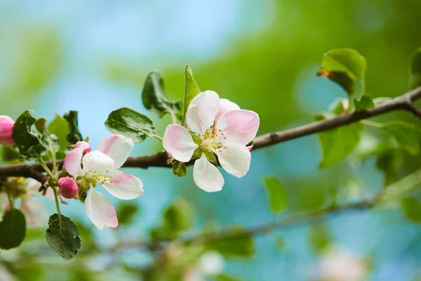 Цветущая ветвь яблони — стоковое фото