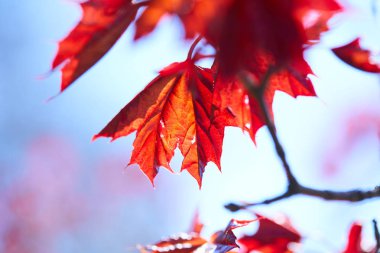 kırmızı akçaağaç yaprakları