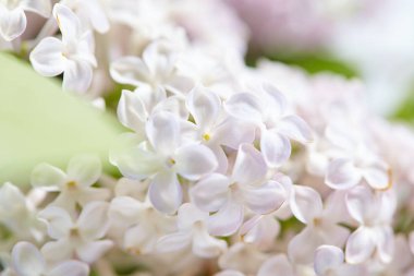 güzel Eflatun çiçekler 