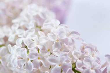 güzel Eflatun çiçekler 