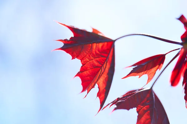 Rote Ahornblätter — Stockfoto