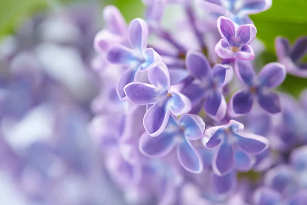 Nice lilac flowers — Stock Photo, Image