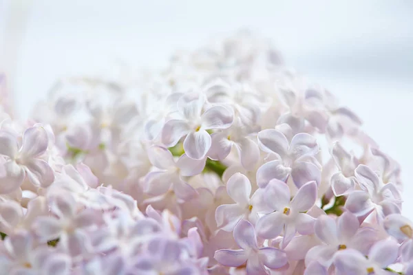 Flores lilás agradáveis — Fotografia de Stock