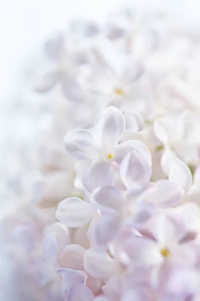 Nice lilac flowers — Stock Photo, Image