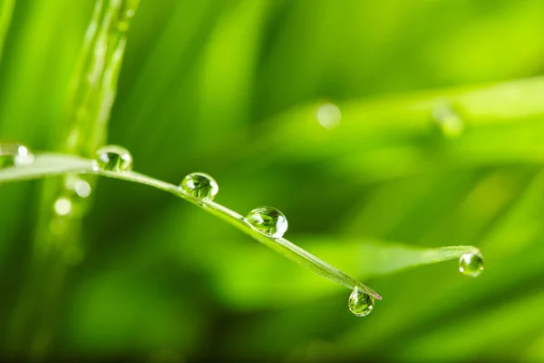 Waterdruppels op het groene gras — Stockfoto
