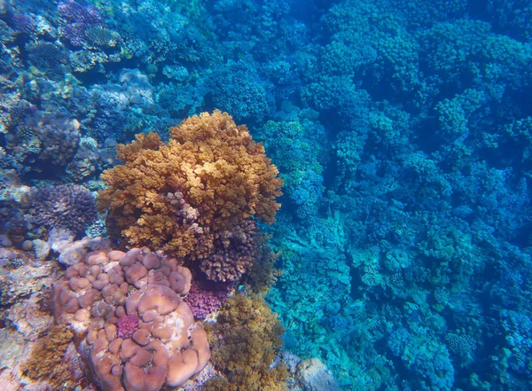 Krásný korálový útes — Stock fotografie