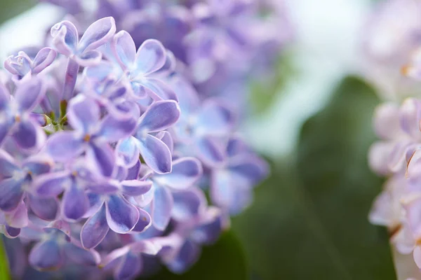 Nice lilac flowers — Stock Photo, Image