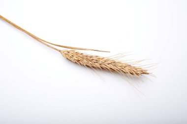 Kuru tahıl bitkiler