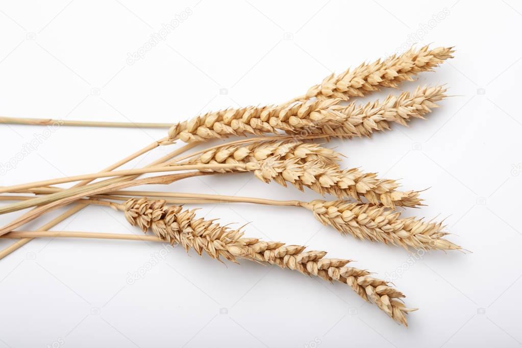 Dry ears of wheat
