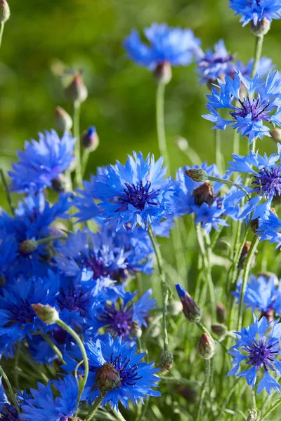 Modré květy chrpy — Stock fotografie