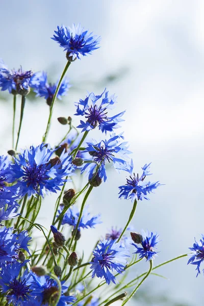 Blauwe bloemen van korenbloemen — Stockfoto