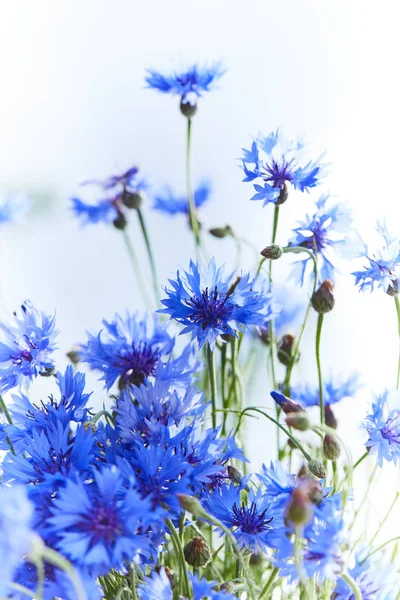 Flores azuis de flores de milho — Fotografia de Stock