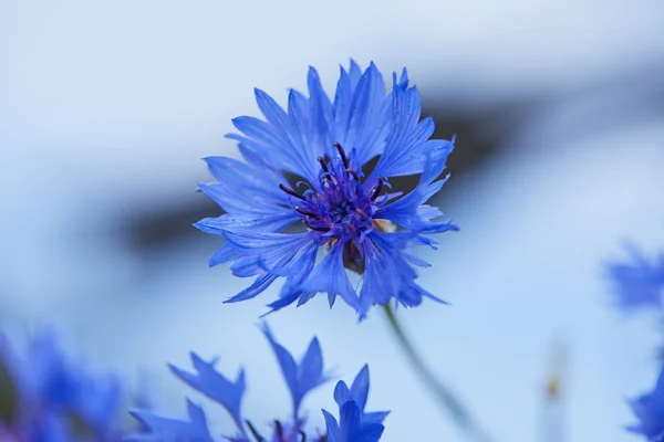 Flores azuis de flores de milho — Fotografia de Stock