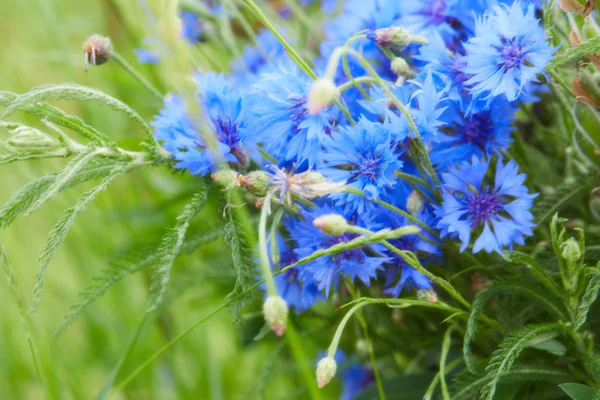 Blue flowers of cornflowers — Stock Photo, Image