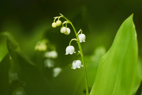 Lily-dalen med blad — Stockfoto