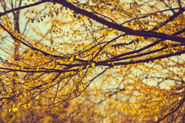 akçaağaç yaprakları ve dalları üzerinde