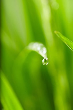 Su damlaları yeşil çimlerin üzerine