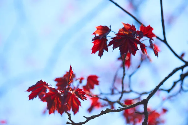 Ahornblätter an den Zweigen — Stockfoto