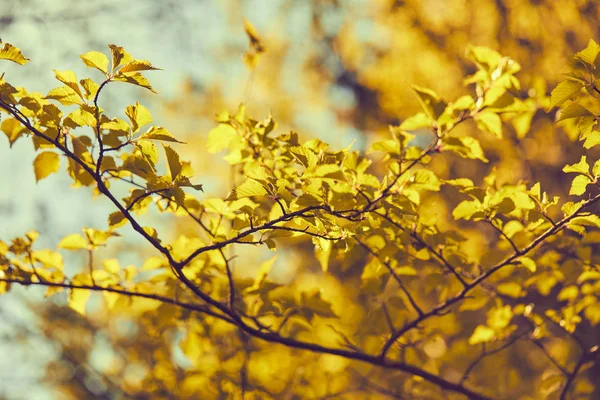 akçaağaç yaprakları ve dalları üzerinde