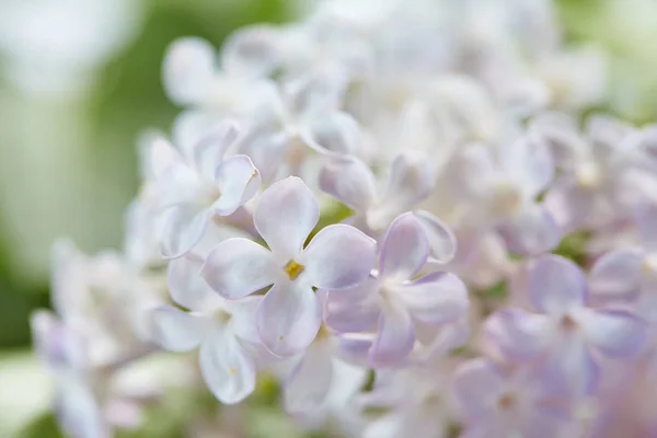 Belles fleurs lilas — Photo