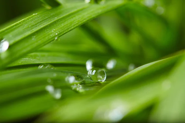 Kapky vody na zelené trávě — Stock fotografie