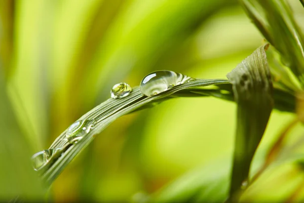 Gotas de agua en la hierba verde —  Fotos de Stock