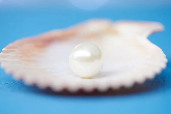 Sea shell with pearl