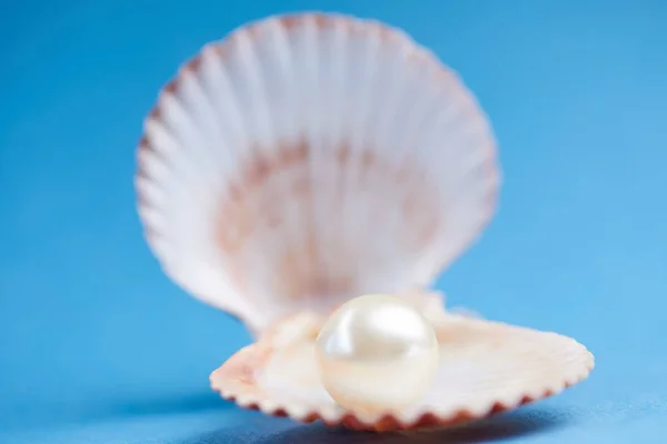 Cáscara de mar con perla — Foto de Stock