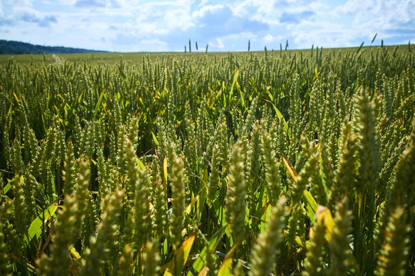 Campo di grano verde — Foto Stock