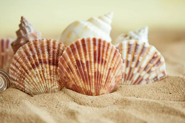 Collection de coquillages sur la plage de sable fin — Photo
