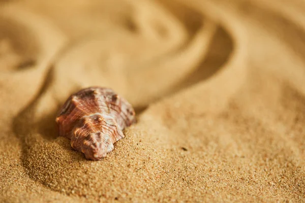 Coquille sur la plage de sable — Photo