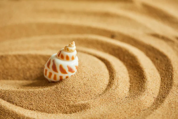Shell en la playa de arena —  Fotos de Stock
