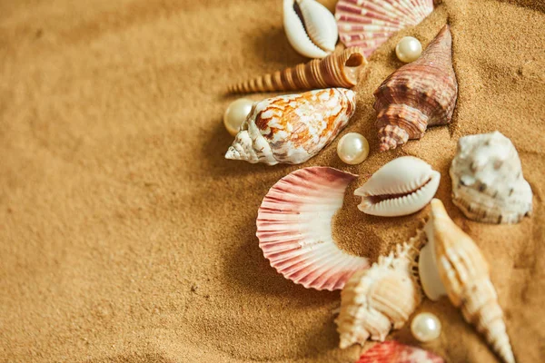 Colección de conchas en la playa de arena —  Fotos de Stock